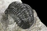 Detailed Gerastos Trilobite Fossil - Morocco #141686-5
